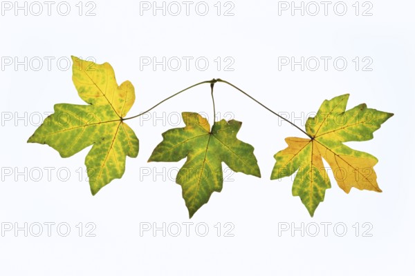 Sugar maple (Acer saccharum), leaves in autumn against a white background, North Rhine-Westphalia,