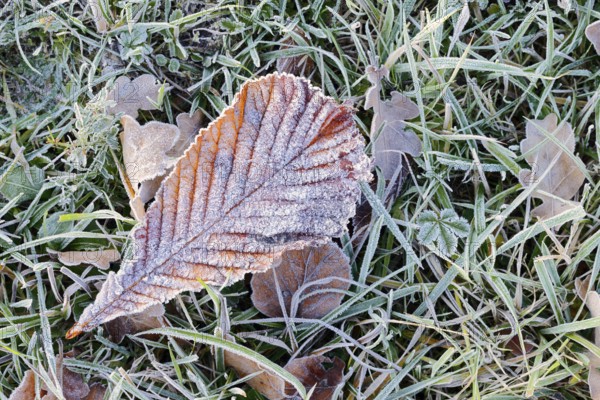 Horse chestnut or common horse chestnut (Aesculus hippocastanum), leaf with hoarfrost lying in the