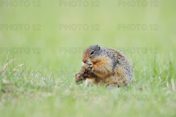 Columbia ground squirrel (Urocitellus columbianus, Spermophilus columbianus) feeding in a meadow,