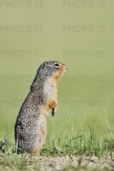 Columbia ground squirrel (Urocitellus columbianus, Spermophilus columbianus) standing upright in a