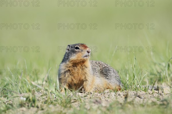 Columbia ground squirrel (Urocitellus columbianus, Spermophilus columbianus), Jasper National Park,