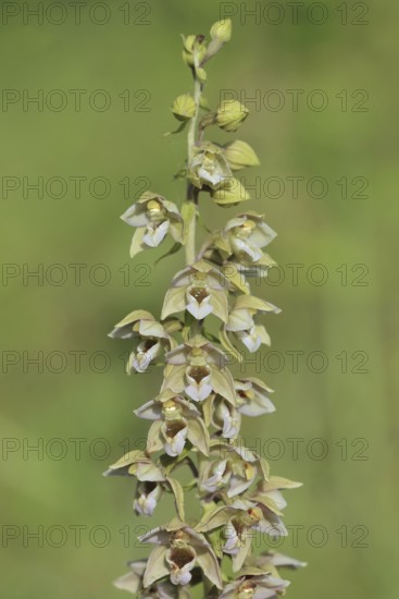 Broad-leaved helleborine or broad-leaved marsh orchid (Epipactis helleborine), inflorescence, North