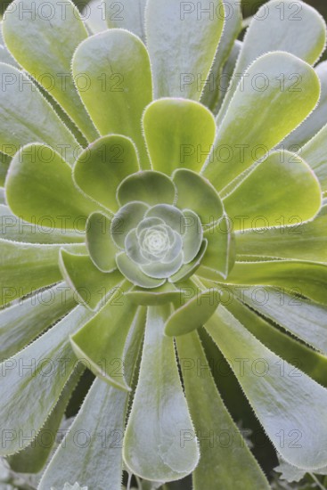 Golden yellow aeonium or roofroot (Aeonium holochrysum), rosette of leaves, Tenerife, Canary