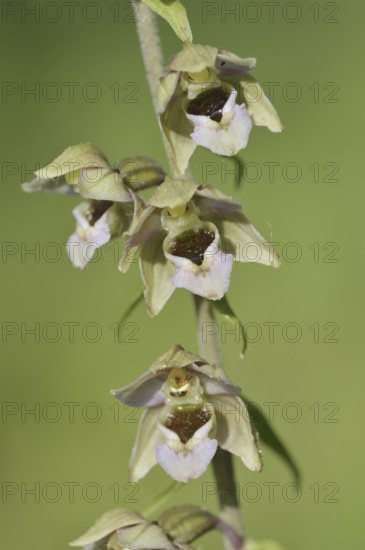 Broad-leaved helleborine or broad-leaved marsh orchid (Epipactis helleborine), flowers, North