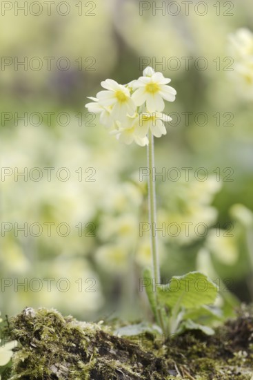 True oxlip (Primula elatior) in spring, North Rhine-Westphalia, Germany