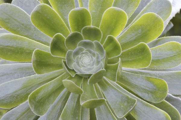 Golden yellow aeonium or roofroot (Aeonium holochrysum), rosette of leaves, Tenerife, Canary