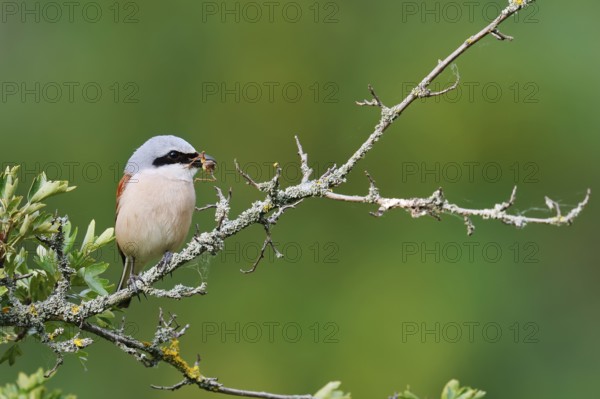 Red-backed shrike (Lanius collurio), male sitting with prey on a branch, North Rhine-Westphalia,