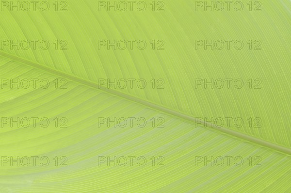 Ornamental banana or Abyssinian banana (Ensete ventricosum), leaf detail, ornamental plant, North