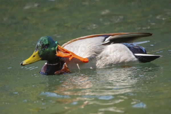 A mallard (Anas platyrhynchos) swimming in Lake Toblach and scratching its head, Toblach,