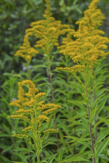 Solidago canadensis (Solidago canadensis), Province of Overijssel, Netherlands