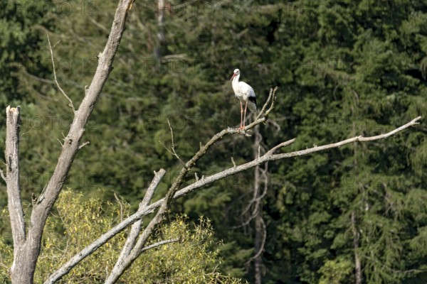 White stork (Ciconia ciconia), white stork, clapper stork standing on a dead tree at the edge of