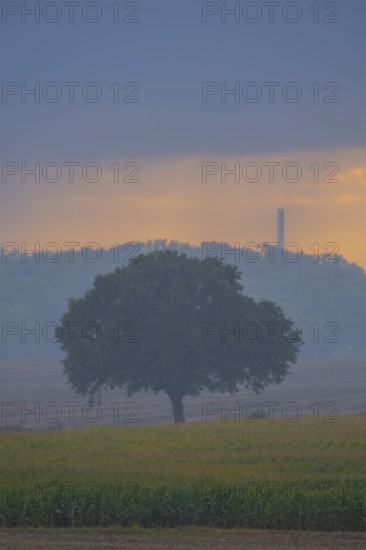 View across fields to a single tree in the evening light during rain, Husum, Nienburg, Lower