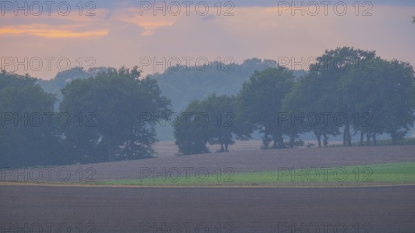 View across fields to a row of trees in the rain in the evening light, Husum, Nienburg, Lower