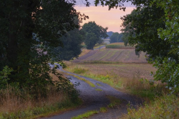 Photograph of a country lane winding through trees and a landscape in the evening light, Husum,