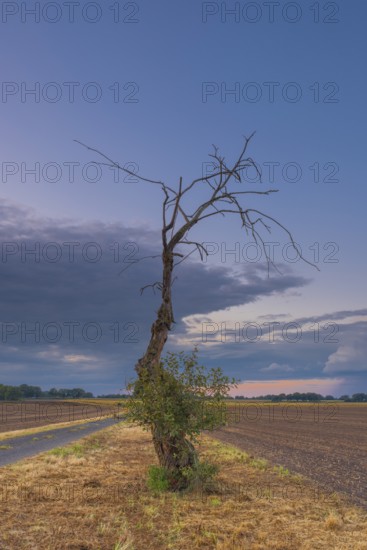 Photograph of a withered tree standing at the edge of a field in the evening light, Husum,