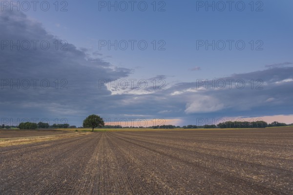 View along a freshly harrowed field to a single tree in the evening light, Husum, Nienburg, Lower