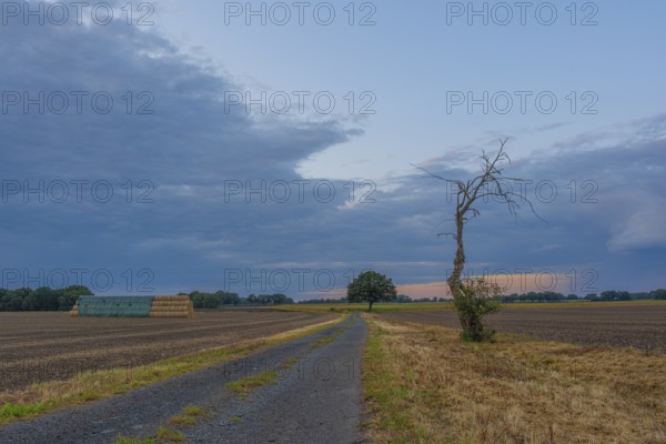 Photograph of a withered tree standing at the edge of a field in the evening light, Husum,