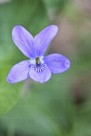 Wood violet (Viola reichenbachiana) between leaves on the forest floor, spring bloomer, spring,