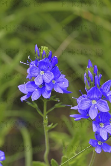 Veronica teucrium (Veronica teucrium) blue flower at the edge of a field hedge, Lahnstein,