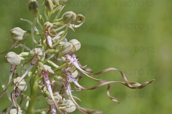 Goat's tongue (Himantoglossum hircinum), inflorescence with open white-purple flowers, close-up,