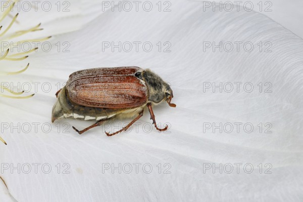 Cockchafer, field cockchafer (Melolontha melolontha), female on a clematis flower, Wilnsdorf, North
