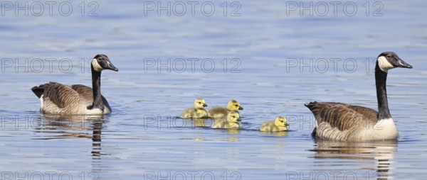 Canada goose (Branta canadensis), pair swimming with chicks on a lake, animal pair, wildlife,