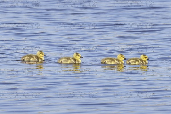 Canada goose (Branta canadensis), chicks swimming on a lake, young animals, wildlife, birds, geese,