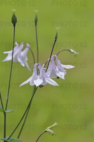 Columbine (Aquilegia vulgaris), white flower at the edge of a forest, in spring, Wilnsdorf, North