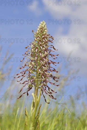 Goat's tongue (Himantoglossum hircinum), inflorescence with open white-purple flowers, in a meadow