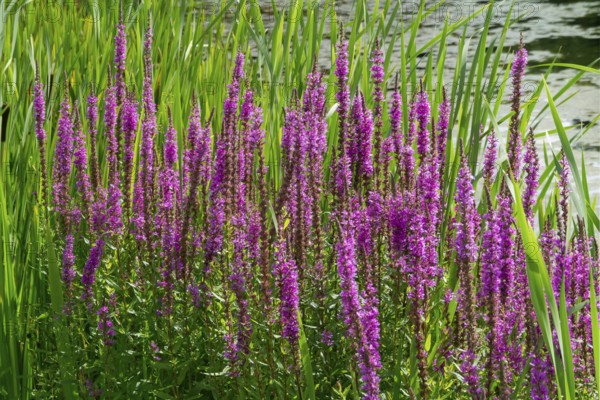 Purple loosestrife (Lythrum salicaria), spiky loosestrife, flowering purple lythrum, North
