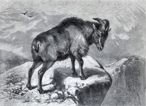 Thar (Capra bubalina), historical book illustration, wood engraving, Brockhaus