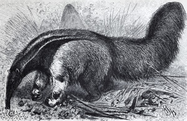 Giant anteater (Myrmecophaga jubata), historical book illustration, wood engraving Brockhaus