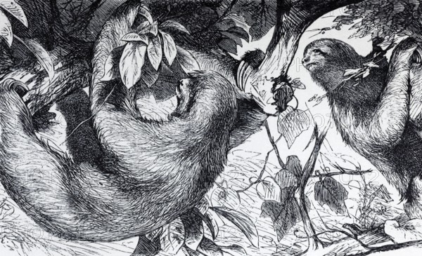 Three-fingered sloth, white-throated sloth or Ai (Bradypus tridactylus), historical book