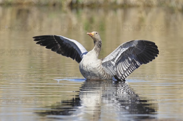 Greylag goose (Anser anser), flapping its wings on a pond, Wagbachniederung nature reserve,