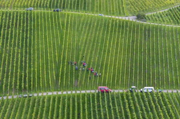 Several people are busy in a large vineyard with rows of vines, grape grape harvest, near Korb,