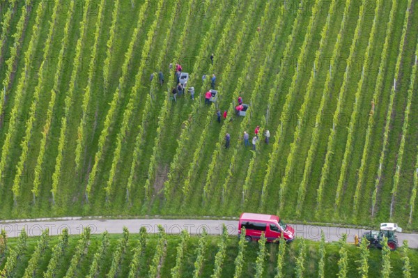 Team of harvesters working in the vineyard next to a red vehicle, grape grape harvest, near Korb,