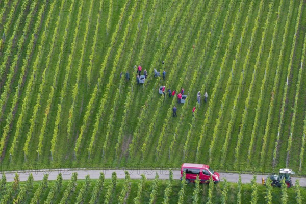 Harvest workers collecting grapes in the vineyard, red car next to it, grape grape harvest, near