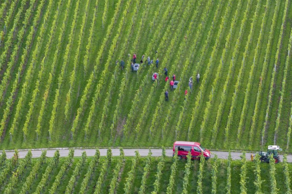 Harvester at work in a green vineyard with a red vehicle, grape grape harvest, near Korb, Rems