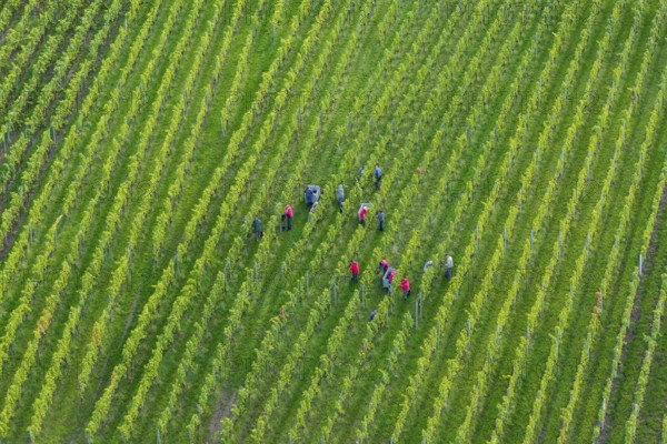People collecting grapes in dense rows of a green vineyard, grape grape harvest, near Korb, Rems