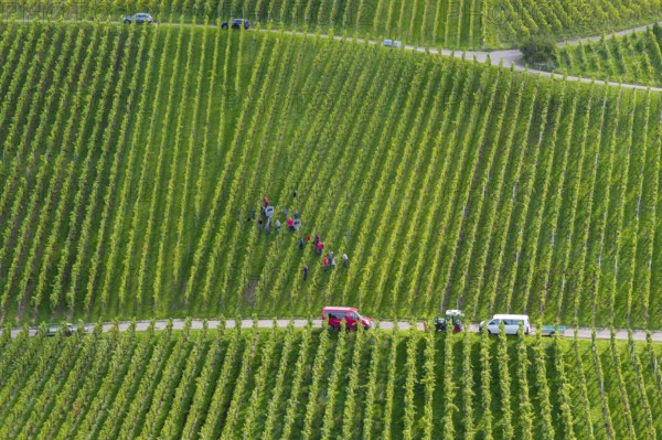 A group of people harvesting grapes in a green vineyard landscape, grape grape harvest, near Korb,
