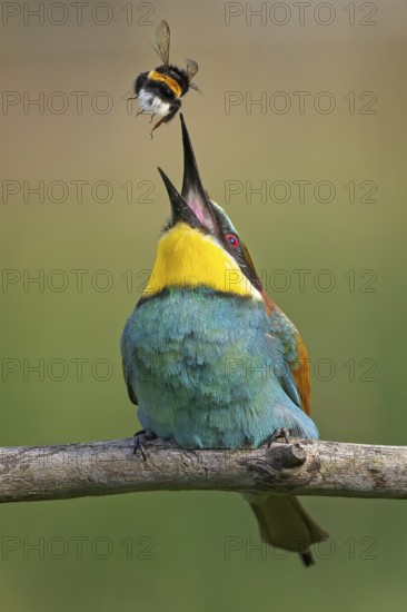 Bee-eater (Merops apiaster) newcomer in Saxony-Anhalt, blaze of colour, approaching, flying, wings