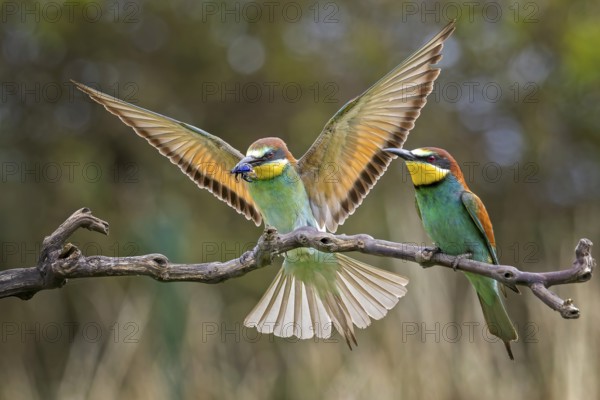 Bee-eater (Merops apiaster) pair, mating, male, female, new resident in Saxony-Anhalt, colourful,