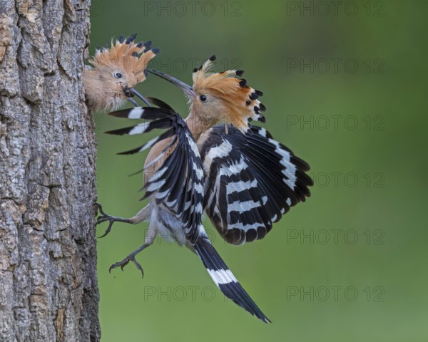 Hoopoe (Upupa epops) Bird of the Year 2022, male with food for his female, bridal gift, mating,