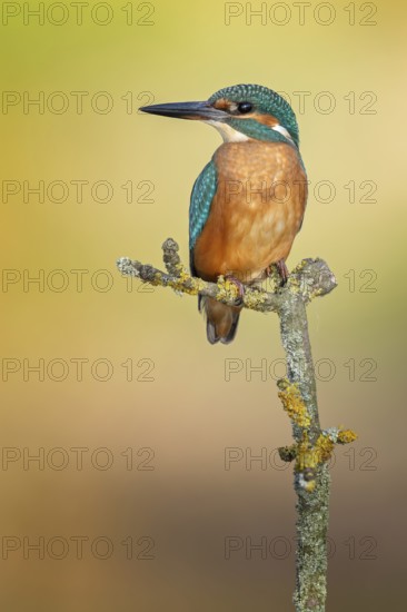Kingfisher (Alcedo atthis) Indicator for clean flowing waters, young female at sunrise, on perch