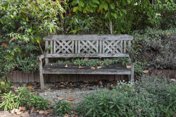 Old wooden bench with autumn leaves and lush greenery, Bredevoort, province of Gelderland,