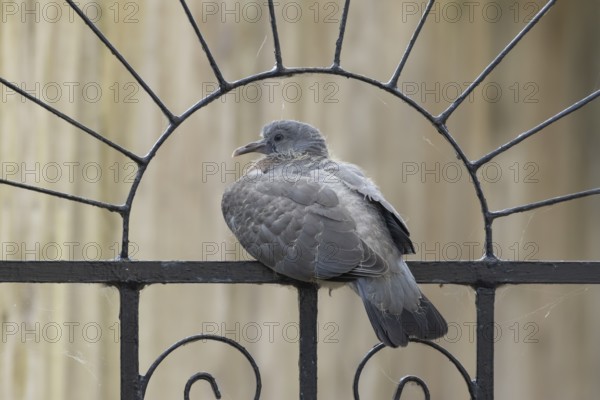 Wood pigeon (Columba palumbus) juvenile baby squab bird sitting on an urban garden metal gate,