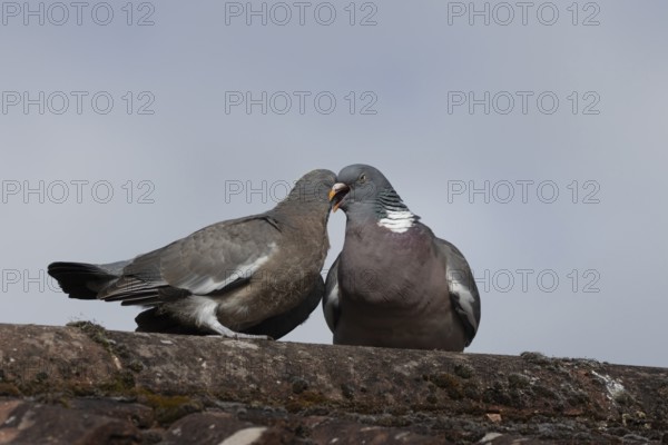 Wood pigeon (Columba palumbus) adult parent bird feeding a juvenile baby squab bird on an urban