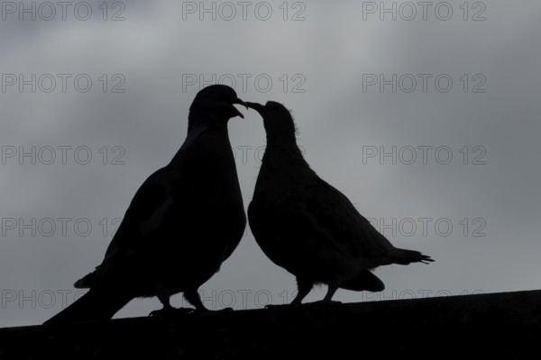 Wood pigeon (Columba palumbus) juvenile baby squab bird begging for food from an adult parent bird
