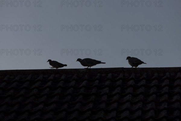 Wood pigeon (Columba palumbus) two adult birds and a juvenile bird on an urban house roof, England,