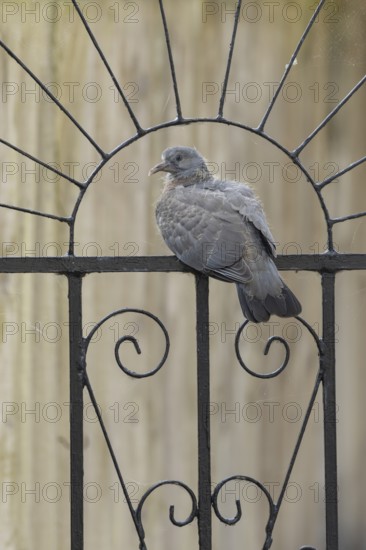 Wood pigeon (Columba palumbus) juvenile baby squab bird sitting on an urban garden metal gate,